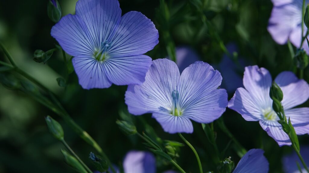 fleur-de-lin, spring, nature, culture